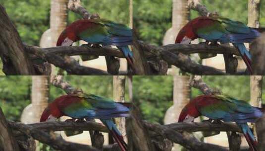 金刚鹦鹉在树枝上进食高清在线视频素材下载
