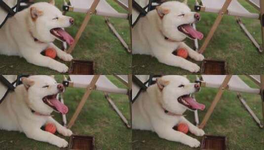 草地上的白色柴犬喝水慢镜高清在线视频素材下载
