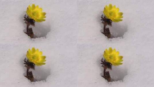 雪地里的小黄花高清在线视频素材下载
