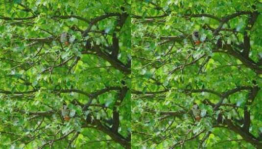 夏天树枝上小鸟 红耳鹎高清在线视频素材下载