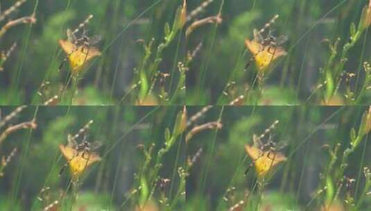 萱草花丛中的蜻蜓高清在线视频素材下载