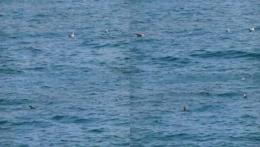海上的海鸥高清在线视频素材下载