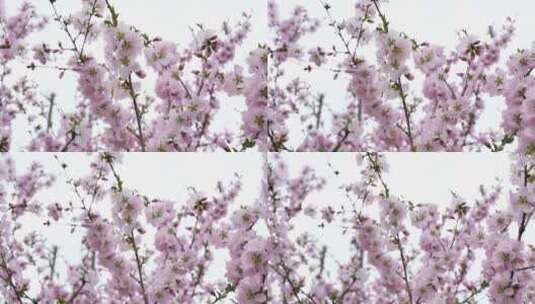 花景-花团锦簇高清在线视频素材下载