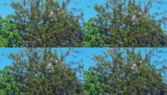 阳光明媚日子拍摄树高清在线视频素材下载