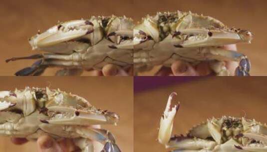 螃蟹飞蟹梭子蟹高清在线视频素材下载