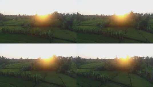 印度尼西亚农田的日落高清在线视频素材下载