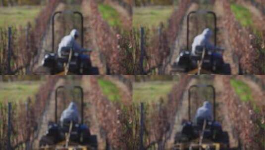 工人驾驶拖拉机采摘葡萄高清在线视频素材下载