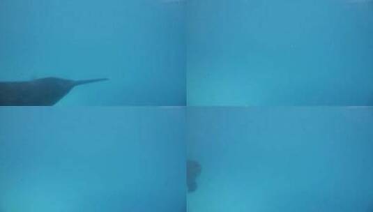 海洋游动的海豚高清在线视频素材下载