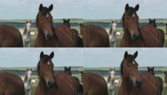 草原上的马匹高清在线视频素材下载