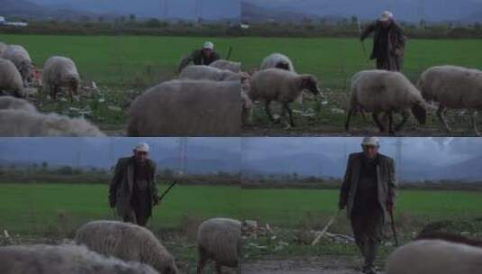 阿尔巴尼亚牧羊人带领羊群沿着一条路走高清在线视频素材下载