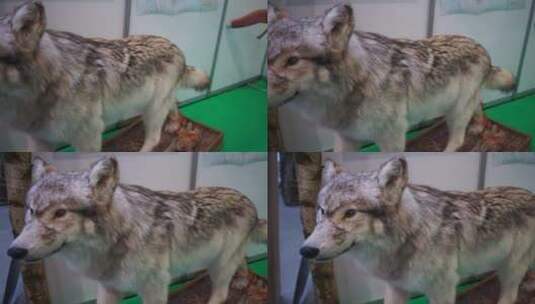 毛茸茸的狼标本高清在线视频素材下载