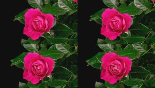 灌木丛上的粉色玫瑰开放高清在线视频素材下载