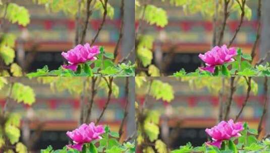 春天中国北京故宫博物院内绽放的牡丹花高清在线视频素材下载