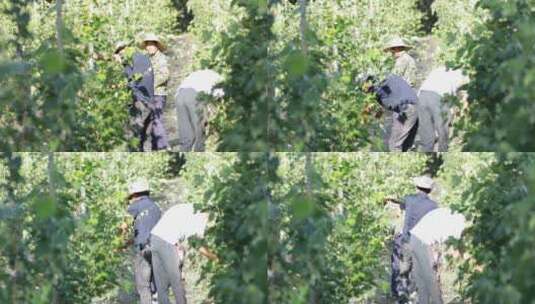 农民在葡萄园修剪葡萄2高清在线视频素材下载