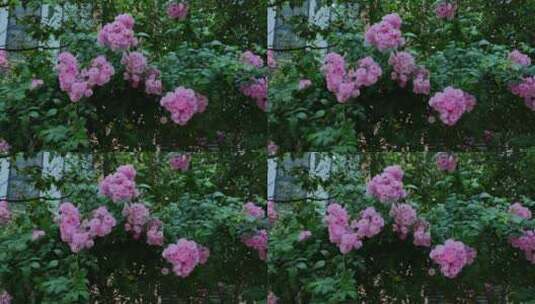 围墙上开满了蔷薇花高清在线视频素材下载