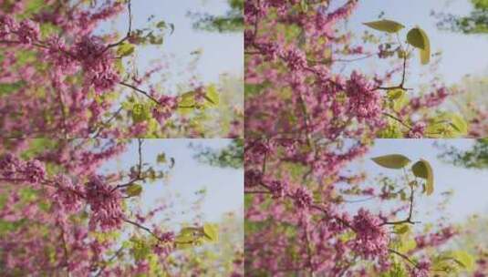 4K微风下的花朵高清在线视频素材下载