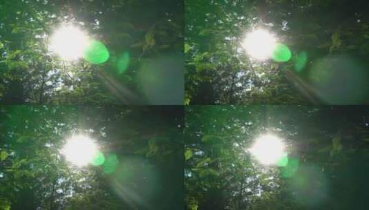 阳光照在树枝上高清在线视频素材下载
