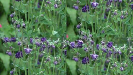 花园花房鲜花花卉特写高清在线视频素材下载