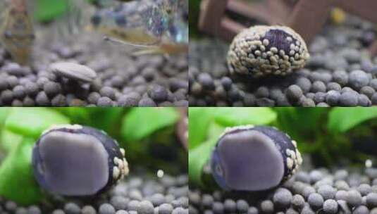 【镜头合集】水族海螺除藻螺黑金刚繁殖高清在线视频素材下载