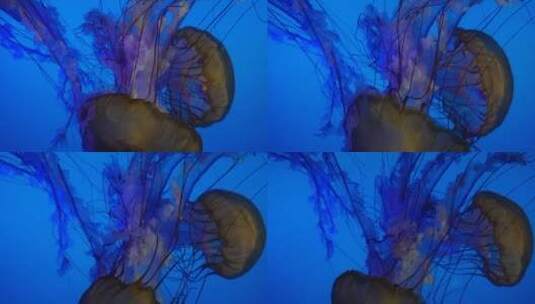 【镜头合集】触手须子太平洋海刺水母高清在线视频素材下载