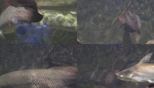 【镜头合集】深水恐惧症巨骨舌鱼水下高清在线视频素材下载