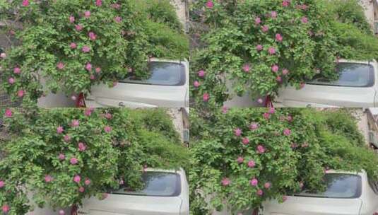 济南老城区蔷薇花盛开，路边蔷薇花美景高清在线视频素材下载