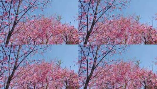 樱花~美丽风景高清在线视频素材下载