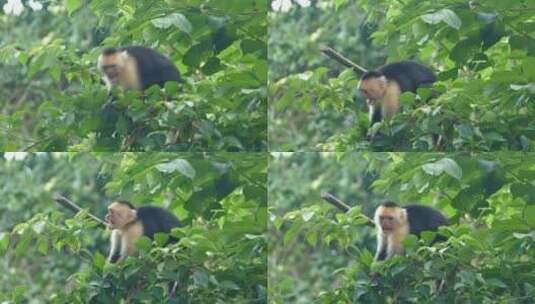 愤怒的猴子在森林里跳来跳去高清在线视频素材下载