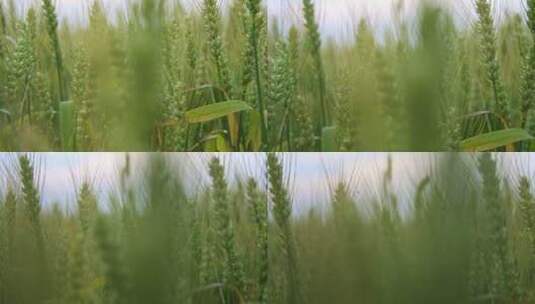 大片的麦田,水稻高清在线视频素材下载