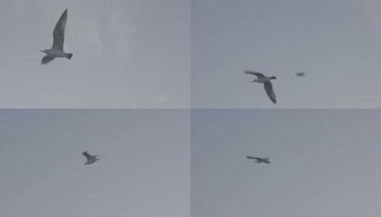 空中飞翔的鸟高清在线视频素材下载