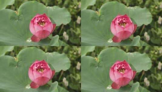 浙江绍兴诸暨白塔湖湿地公园内各类植物高清在线视频素材下载