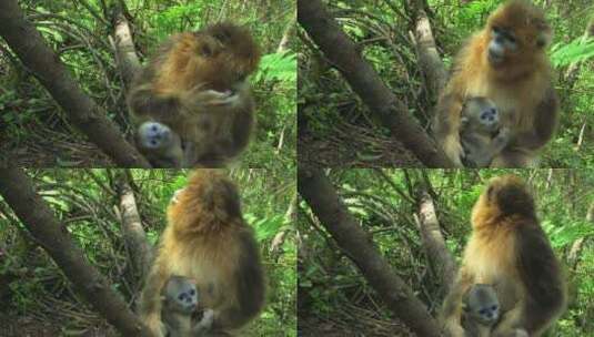 金丝猴妈妈抱着幼崽爬树高清在线视频素材下载