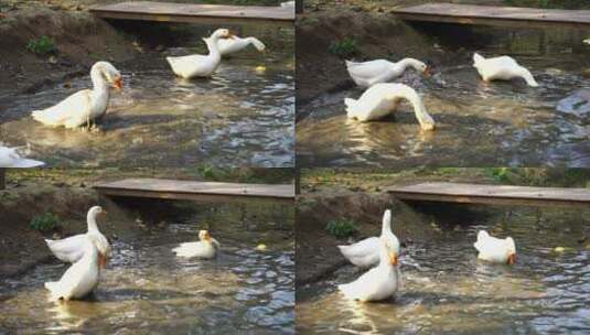 大白鹅在池塘中洗澡高清在线视频素材下载