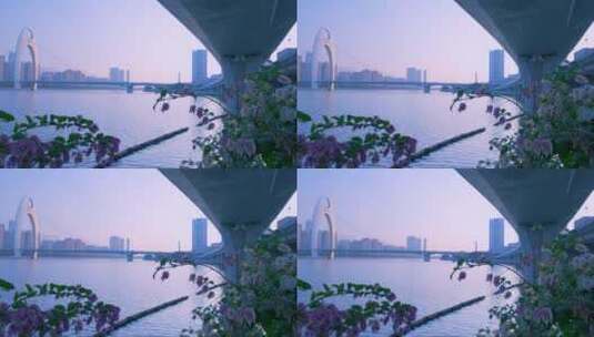鲜花绽放清晨阳光照在珠江猎德大桥上高清在线视频素材下载