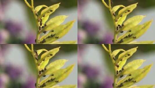 微距摄影 在枝叶上的蚂蚁和蚜虫3高清在线视频素材下载