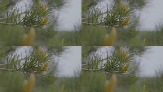 【自然风光】松树特写.春季十二节气4k高清在线视频素材下载