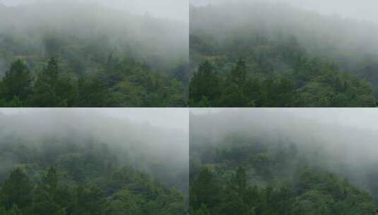 山里森林云雾高清在线视频素材下载