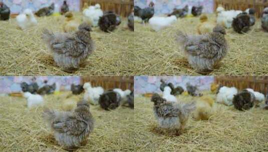 养鸡场饲养的小鸡高清在线视频素材下载