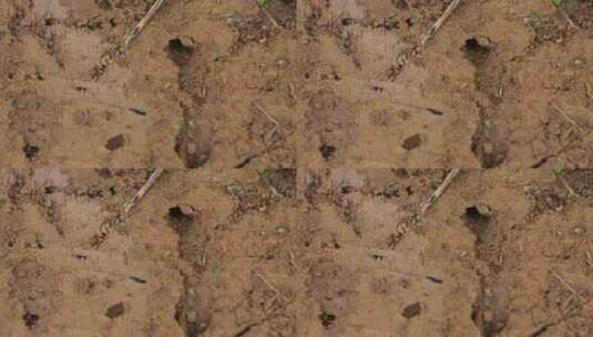农村田地里匆忙觅食的蚂蚁慢镜头微距素材高清在线视频素材下载