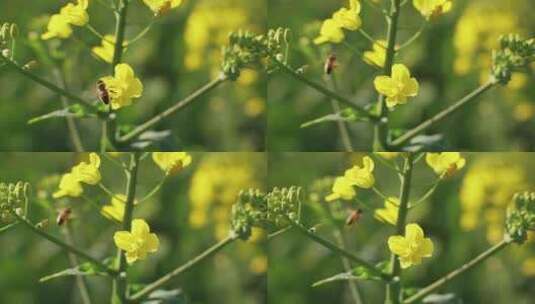 春天油菜花蜜蜂飞舞采蜜高清在线视频素材下载