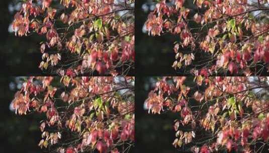 秋天树叶变红 空镜高清在线视频素材下载