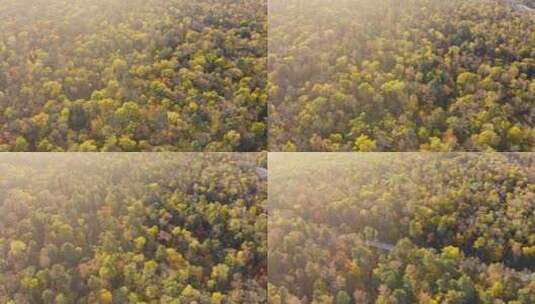 航拍秋季多彩森林高清在线视频素材下载