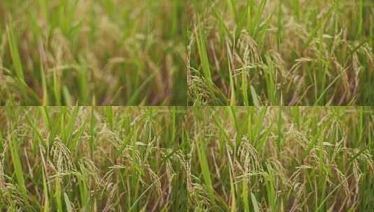稻田 水稻 稻穗高清在线视频素材下载