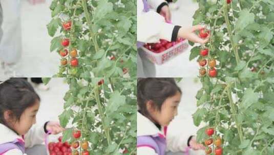 西红柿儿童采摘高清在线视频素材下载