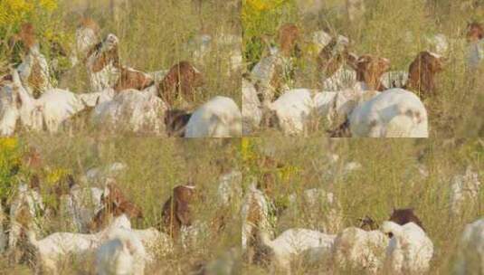 秋天傍晚一群山羊草丛觅食高清在线视频素材下载