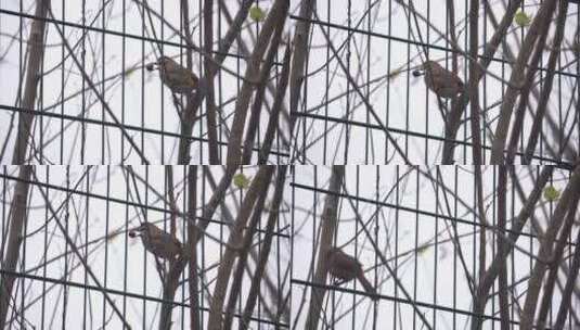 林中的鸟高清在线视频素材下载