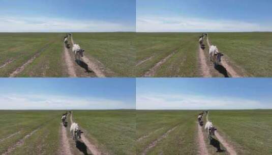 航拍呼伦贝尔秋天的草原牛群405高清在线视频素材下载