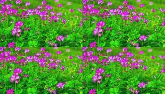春天紫云英花海唯美意境景色景物高清在线视频素材下载