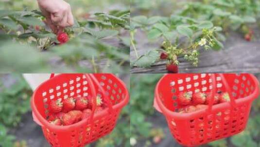 草莓大棚种植采摘高清在线视频素材下载