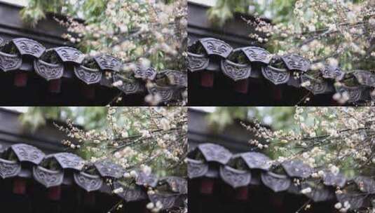 屋檐旁挂着雨滴的梅花特写高清在线视频素材下载